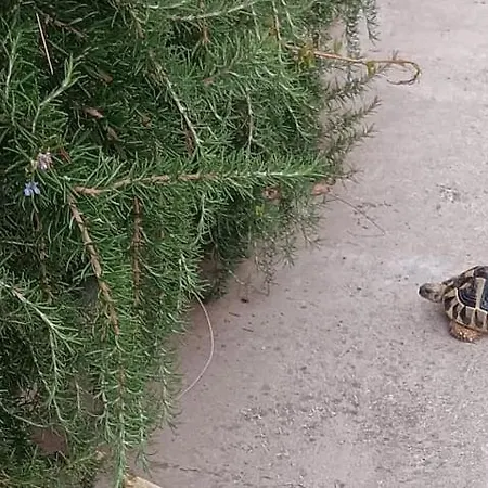 App Bonic Apartamento Veli Lošinj