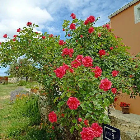App Bonic * Veli Lošinj
