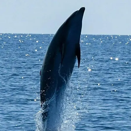 App Bonic Appartamento