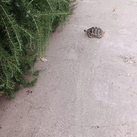 Appartamento App Bonic