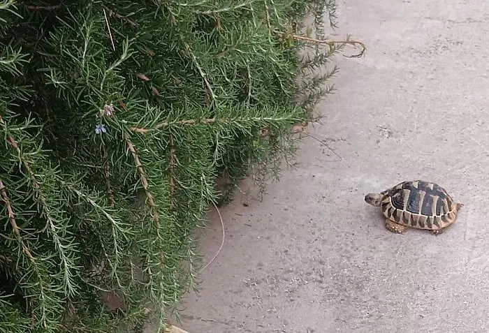 App Bonic Sa Balkonom I Pogledom Na Apartamento Veli Lošinj