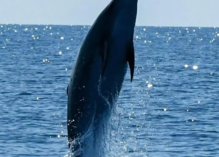 App Bonic Sa Balkonom I Pogledom Na Apartamento