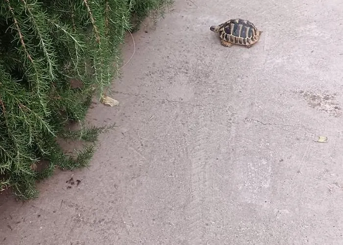 Apartamento App Bonic Sa Balkonom I Pogledom Na