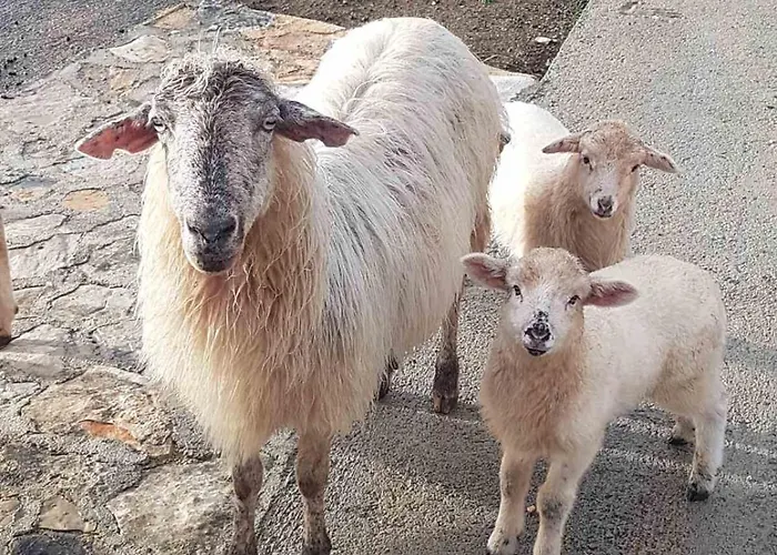 App Bonic Sa Balkonom I Pogledom Na Apartamento Veli Lošinj