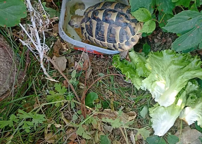 App Bonic Sa Balkonom I Pogledom Na